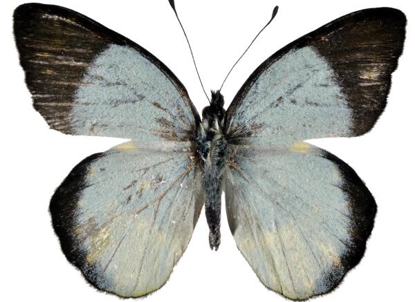 秘魯蝴蝶標本進口報關清關代理服務【經典案例】