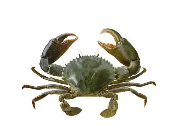 廣州機場坦桑尼亞活青蟹進口報關(guān)代理服務【清關(guān)案例】