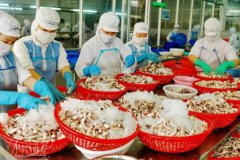 越南11月的海產品出口強勁反彈，同比增長23%！